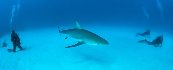 Caribbean reef shark