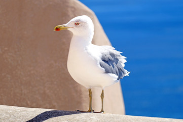 seagull
