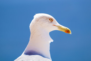seagull