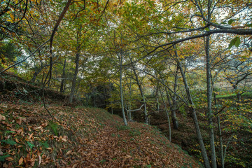 Beautiful autumn chestnut forest in Monchique region, Portugal