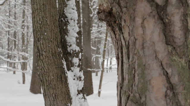 Snowy winter. Snowfall. Tree branches, tree trunk, ways are under snow. Snowflakes are are falling and flying by.