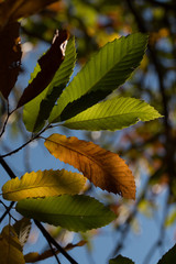 Beautiful view of chestnut tree leaves.