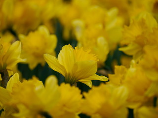 yellow flowers 