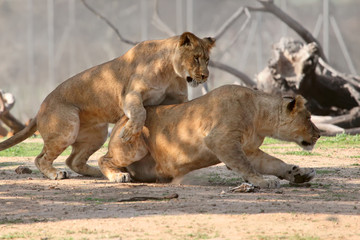 Fototapeta na wymiar lions playing in a zoo