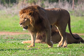 A lion looking for food