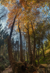 Fototapeta premium Beautiful autumn tall tree in Monchique region, Portugal