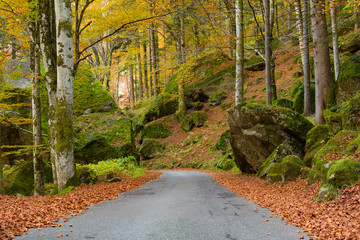 asphalt road in autumn forest