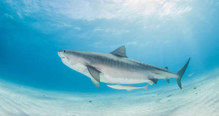 Tiger shark