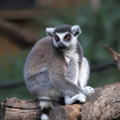 close-up of a ring-tailed lemur in zoo