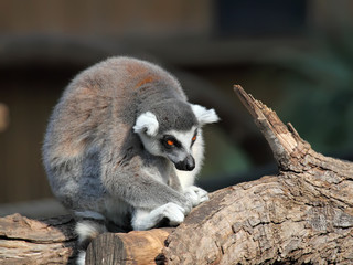 close-up of a ring-tailed lemur in zoo