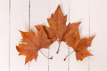 Naklejka na ściany i meble Beautiful close up of autumn leaves