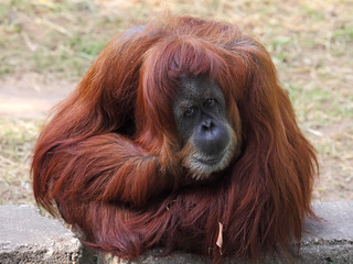 Orangutan in captivity in a zoo,looking in the distance