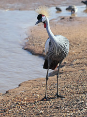 Grey Crowned Crane (Balearica regulorum)
