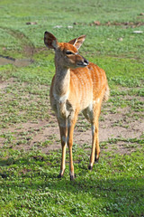 Little antelope Kudu