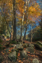 Beautiful forest mountain region of Monchique, Portugal
