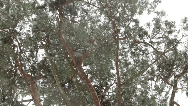 Snowfall under the branches of pine