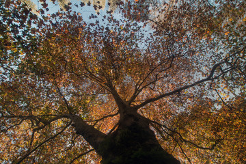 Fototapeta na wymiar Beautiful autumn tall tree in Monchique region, Portugal