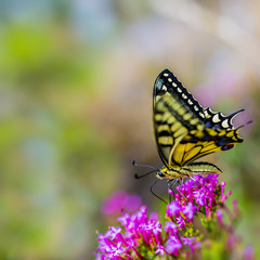 Butterfly on pink flowers
