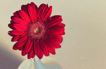 Red gerbera flower in a white vase on the wooden desk