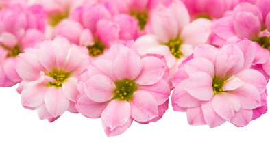 Fototapeta premium small pink flowers isolated