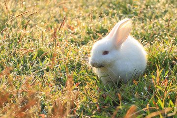 White rabbit