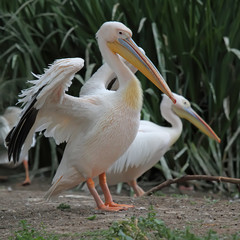 White pelican (Pelecanus onocrotalus) stands on the ground, close-up