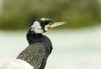 Beautiful Great cormorant at the bank