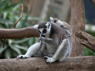 close-up of a ring-tailed lemur with her cute baby
