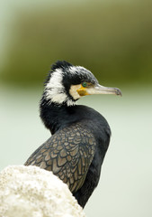 Beautiful Great cormorant sitting on rock