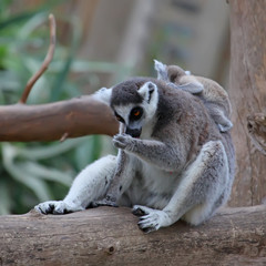close-up of a ring-tailed lemur with her cute baby