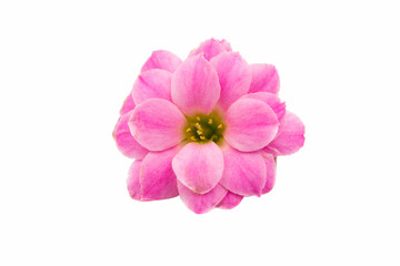 Fototapeta na wymiar small pink flowers isolated