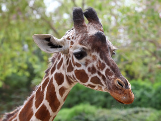 close up of giraffe face