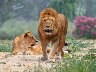 Lion's