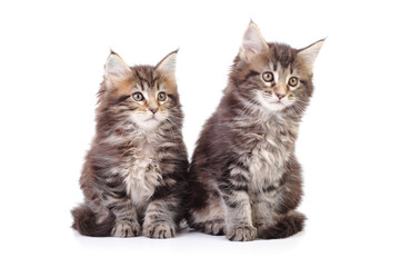 kitten sitting on white background