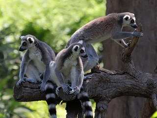 funny image of three ring-tailed lemurs