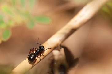 Black ant walking on the wooden
