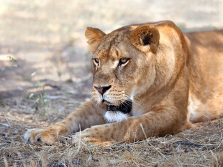 Fototapeta na wymiar Close Up picture of lioness resting in the grass