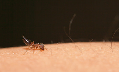 The angry ant attack to enemy by bite and spray citric acid