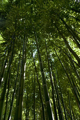Fototapeta na wymiar Bamboo forest in China