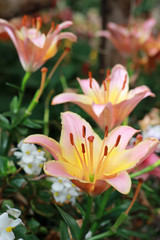 Naklejka premium Beautifull winter Flowers