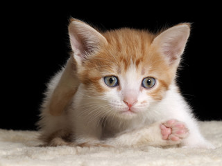 Kitten afraid. Huge eyes and ridiculously raised paw with pink heel. Background black. Kitten white with red. Kitten young, cute