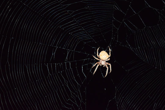 Araneus Spider hunts at night