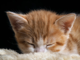 Naklejka premium Kitten hiding his nose in warm beige fur. Muzzle kitten close portrait. Background black. Kitten white with red. Kitten small, cute. The cat was cold and hides the nose