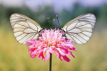 two white butterfly on a pink flower