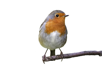 Robin on a branch on white background