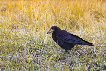 black rook arrived and walking on the yellow grass