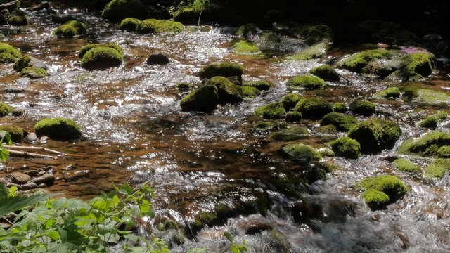 Forest creek stream flowing water