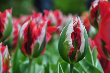 Tulipany