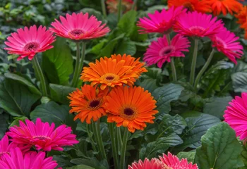 Door stickers Gerbera Blooming flower Gerbera jamesonii in orange