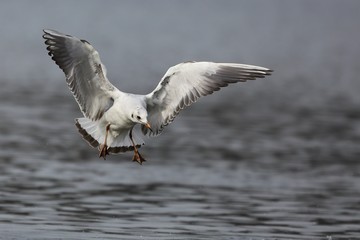 Seagull in flight. 